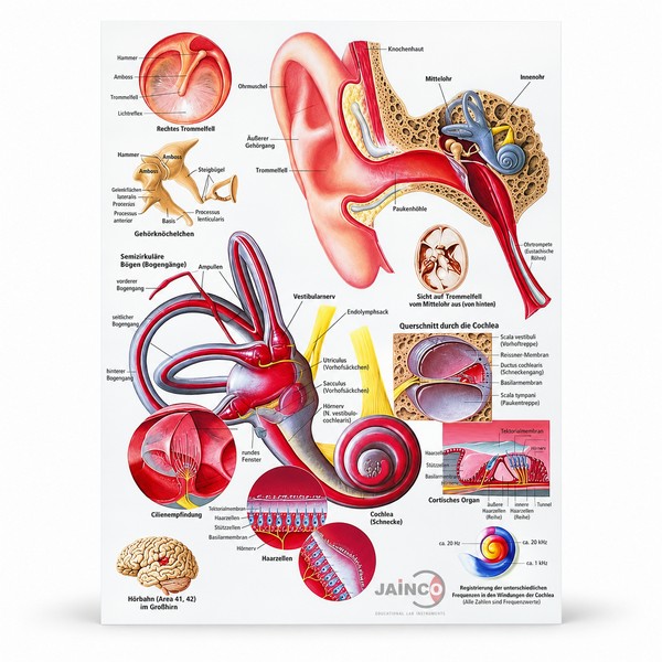 Human Ear Chart